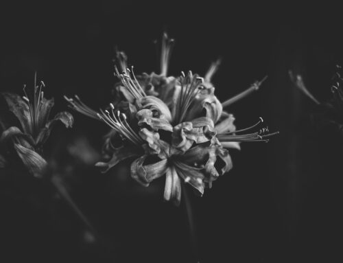 Paula+Daniel = Samuel