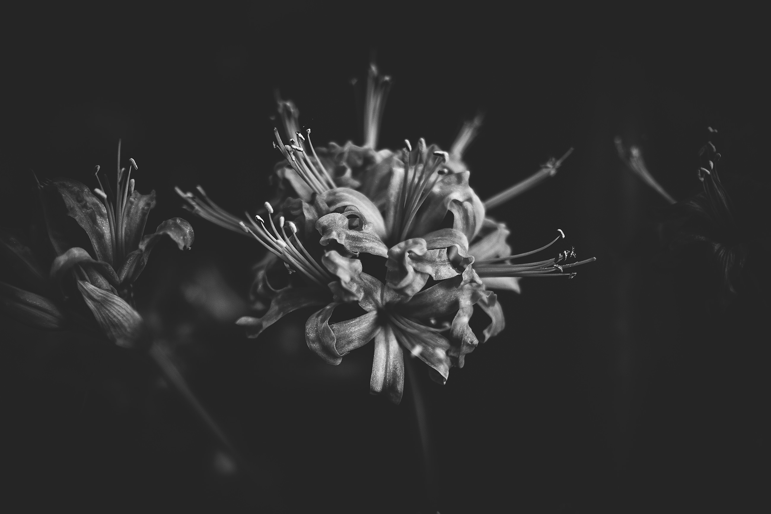 bw_flowers